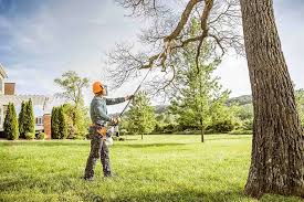 Reliable Central Garage, VA Tree Services Solutions