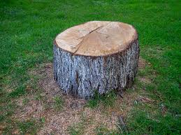 Best Emergency Tree Removal  in Central Garage, VA