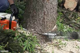 How Our Tree Care Process Works  in  Central Garage, VA
