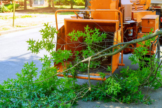 Best Tree Cabling and Bracing  in Central Garage, VA