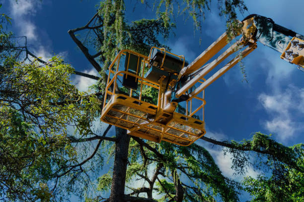 Best Tree Risk Assessment  in Central Garage, VA