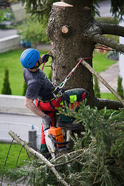 Best Lawn Mowing  in Central Garage, VA