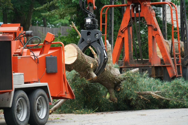 Best Tree Maintenance Programs  in Central Garage, VA
