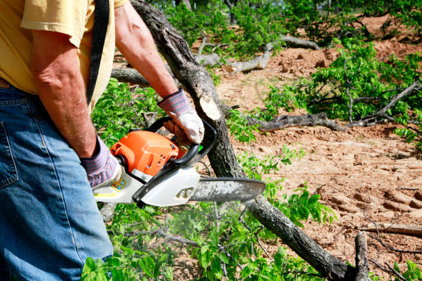Best Aeration Services  in Central Garage, VA